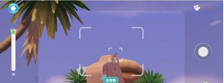 《心动小镇》鸟类观察图鉴大全