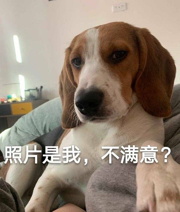 丫头文学系列表情包大全
