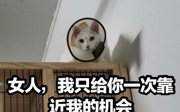 丫头文学系列表情包大全