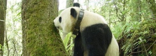 2021《微博》1月16日森林驿站每日一题答案