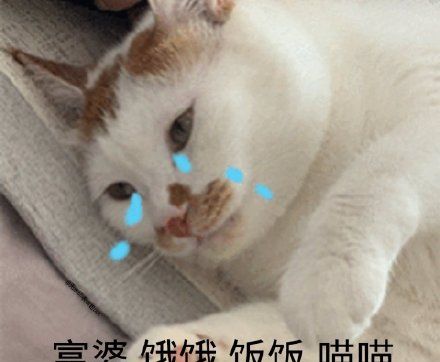 饿饿饭饭最新热门表情包大全分享