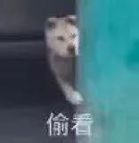 2021年《抖音》最火的狗头表情包分享
