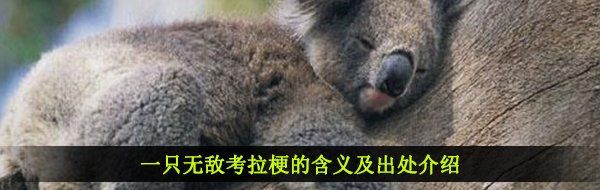 一只无敌考拉梗的含义及出处介绍