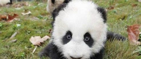 2021《微博》1月6日森林驿站每日一题答案