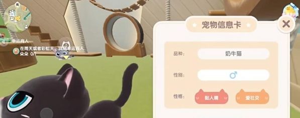《心动小镇》养猫攻略一览