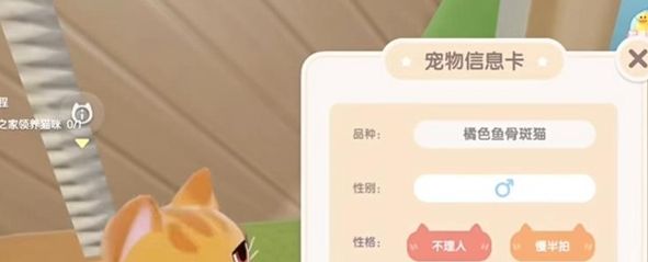 《心动小镇》养猫攻略一览