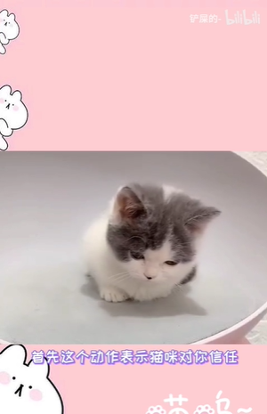 《抖音》揣手猫梗意思出处介绍