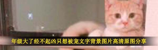 年级大了经不起凶只想被宠文字背景图片高清原图分享